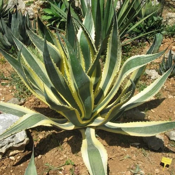 Agave Americana Marginata in vaso da 24cm