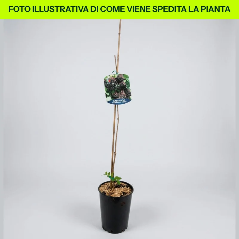Sambuco Nigra in vaso da 17cm