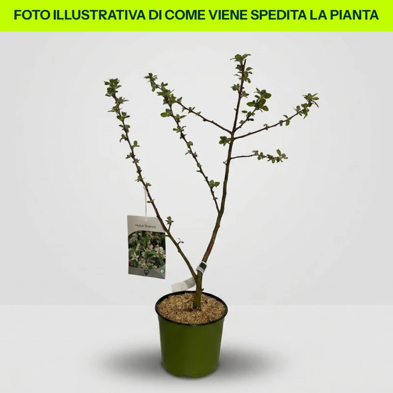 Malus Everest in vaso da 18cm