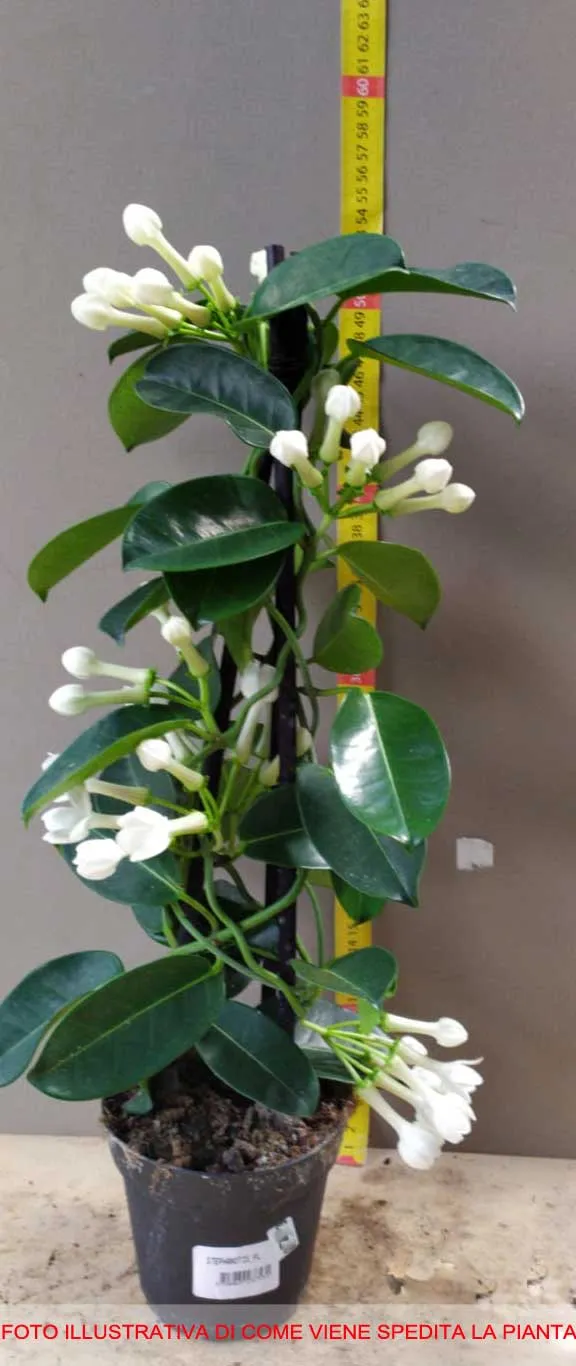 STEPHANOTIS FLORIBUNDA GELSOMINO DEL MADAGASCAR IN VASO 12CM