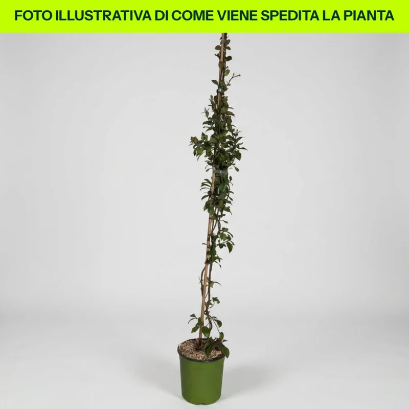 Trachelospermum Jasm Star Of Toscane in vaso da 18cm