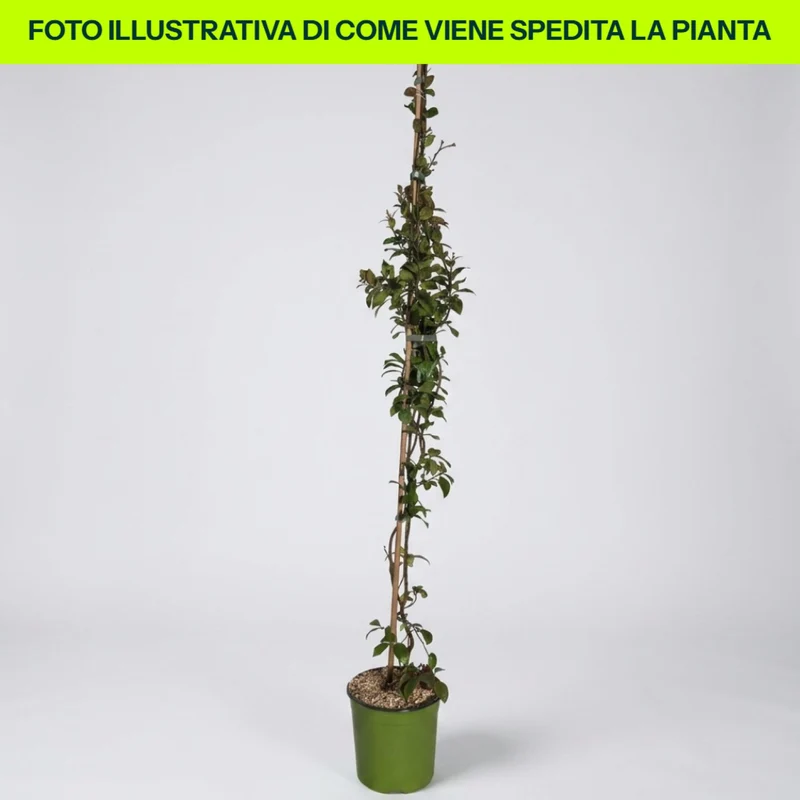 Trachelospermum Rose in vaso da 18cm