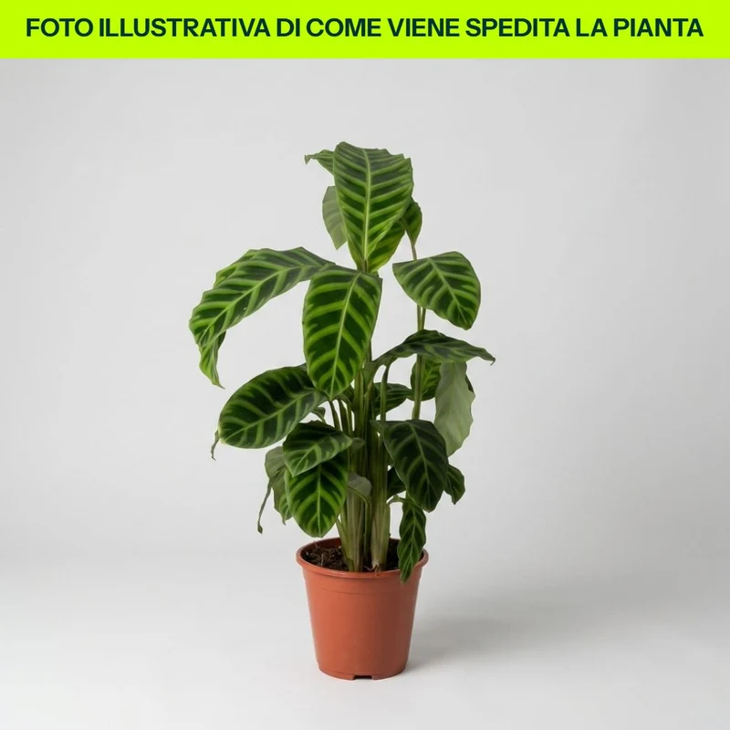 Calathea Zebrina in vaso da 19cm