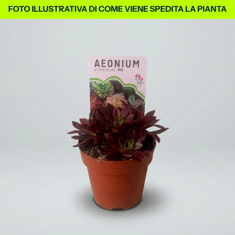 Aeonium in vaso da 13cm Colori Assortiti