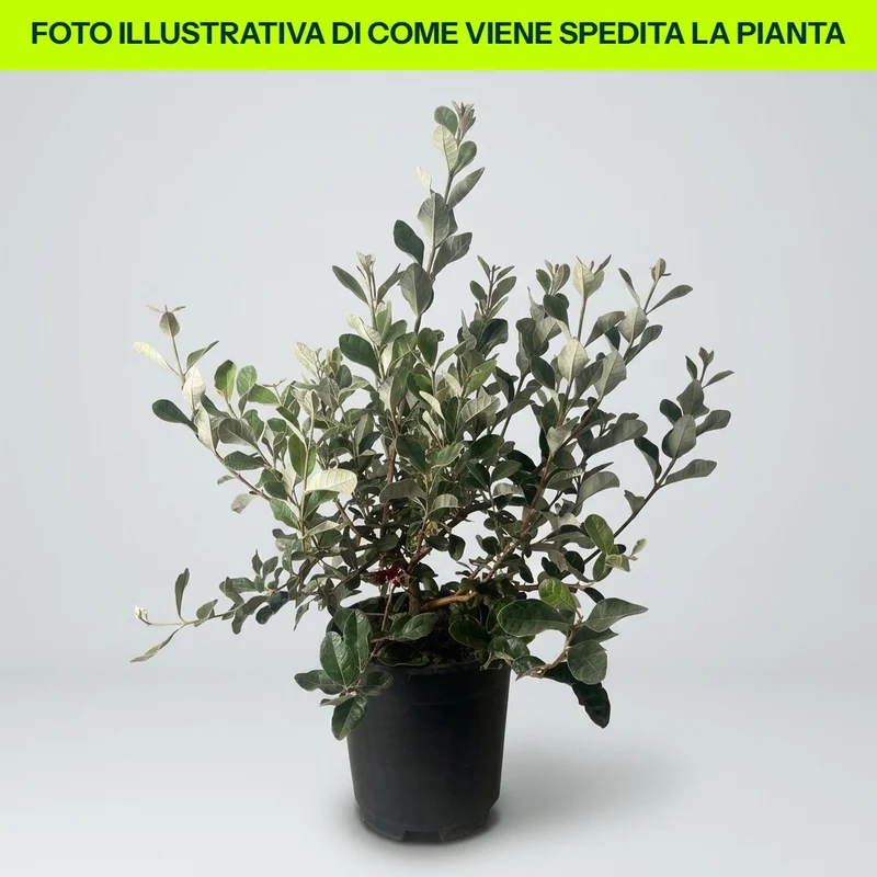 FEIJOA ACCA SELLOWIANA in vaso da 19cm