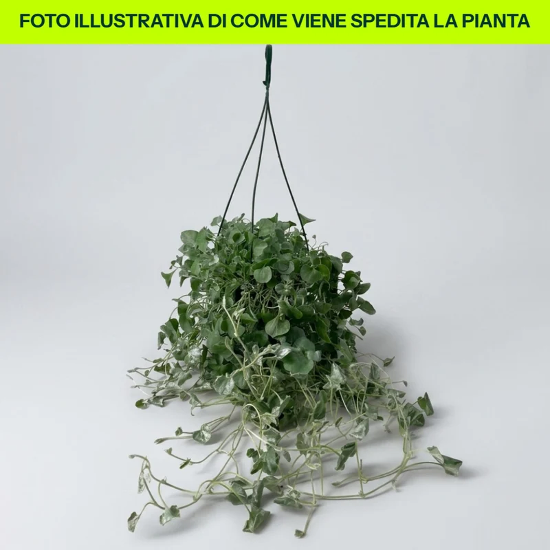 Dichondra Silver in vaso da 15cm