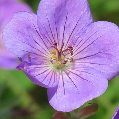 Geranium Rozanne Blu in Vaso da 15cm