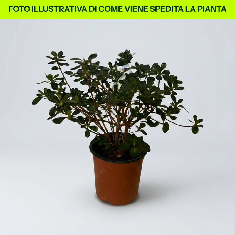 Azalea Jap Purple Splendor in Vaso da 15cm