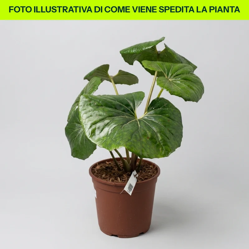 Farfugio Giganteum in Vaso da 21cm
