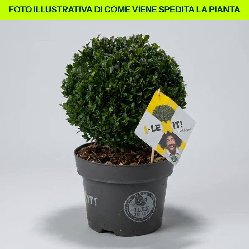 Ilex Crenata Dark Green Globo in Vaso da 22cm