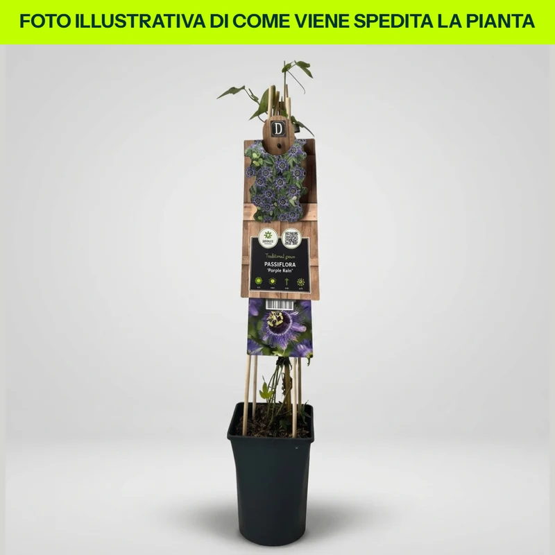 Passiflora Purple Rain in Vaso da 17cm