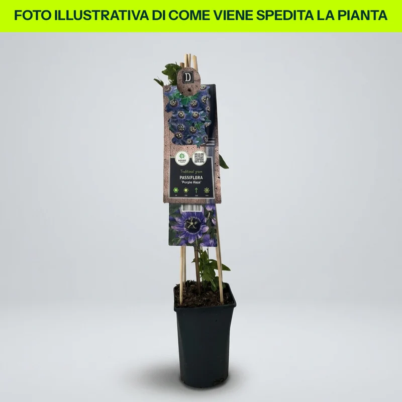 Passiflora Purple Haze in Vaso da 17cm