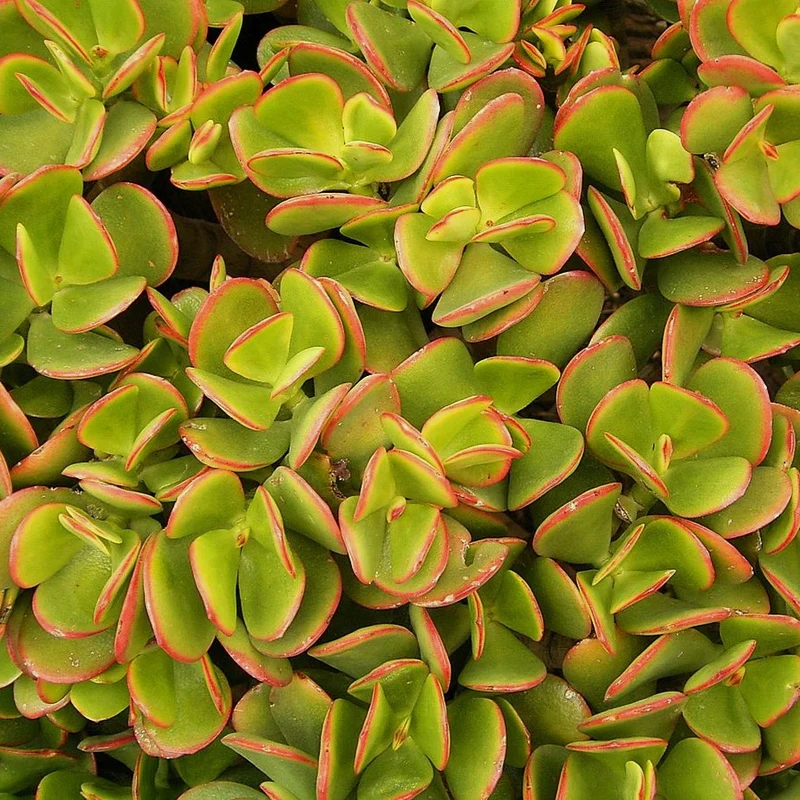 Crassula Ovata in Vaso da 12cm