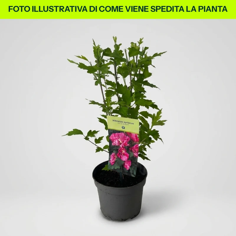 Hibiscus Syriacus Duc de Brabant in Vaso da 16cm