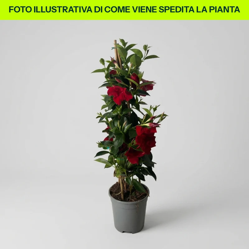 Dipladenia su 3 canne in Vaso da 17cm Colori Assortiti