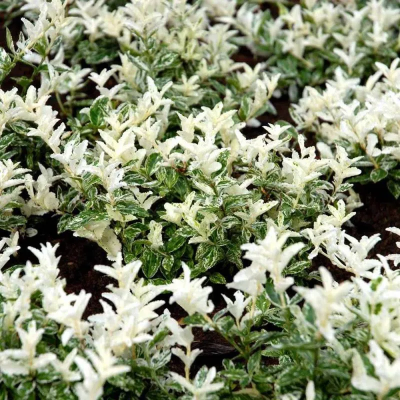 Euonymus Fort. Harlequin in Vaso da 9cm