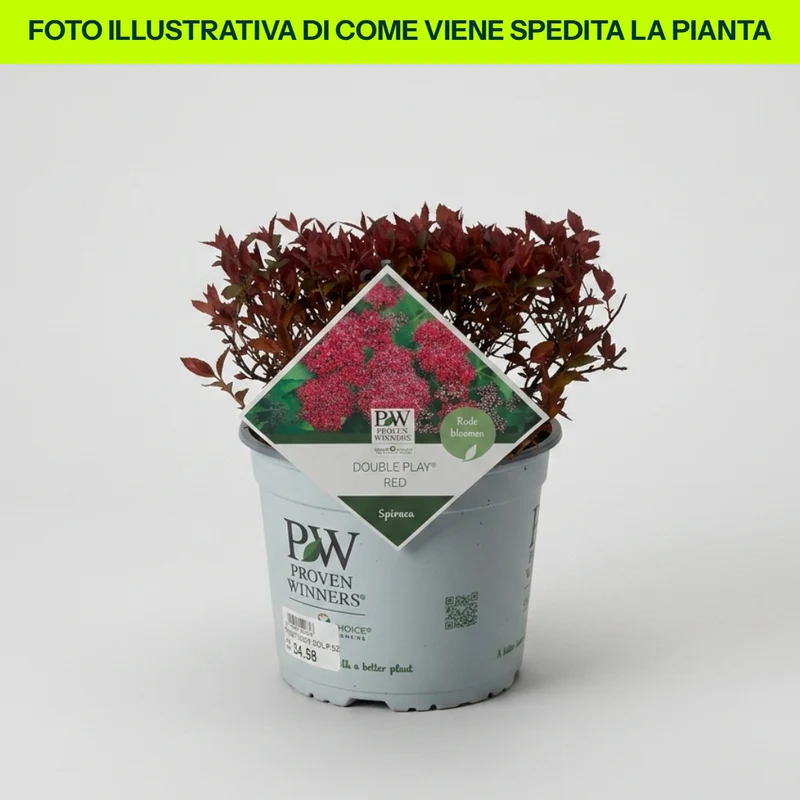 Spirea Double Play Red in Vaso da 18cm