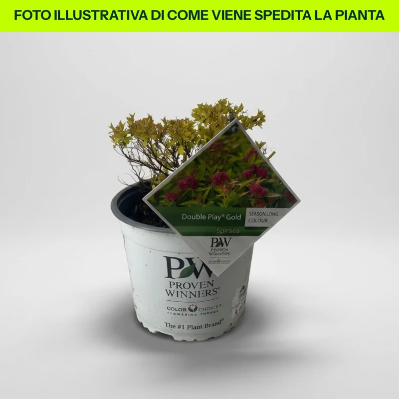 Spirea Play Gold in Vaso da 18cm