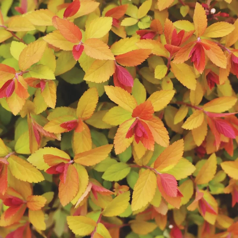 Spirea Double Play Big Ben in Vaso da 18cm