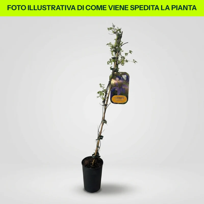 Clematis Frances Rivis in Vaso da 16cm