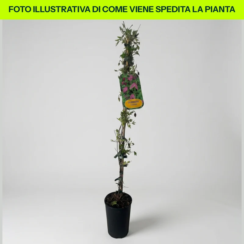 Clematis Columella in Vaso da 16cm