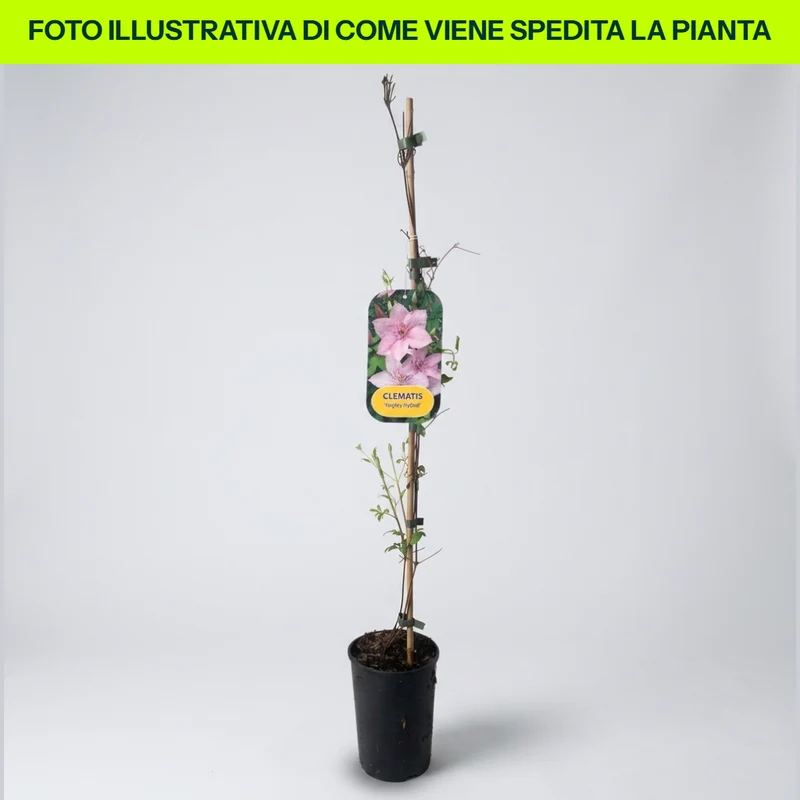 Clematis Hagley Hybrid in Vaso da 16cm
