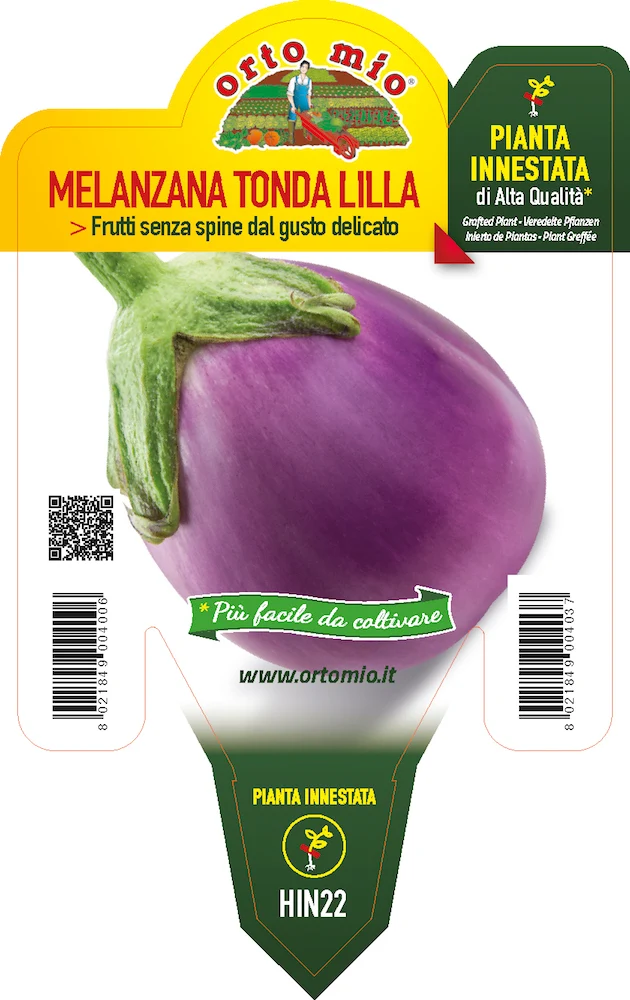 PIANTA DI MELANZANA TONDA LILLA INNESTATA (IN VASO Ø14CM)