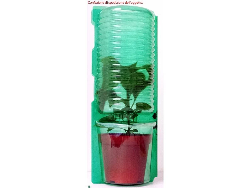 PIANTA DI PEPERONE QUADRATO GIALLO INNESTATO (IN VASO Ø14CM)