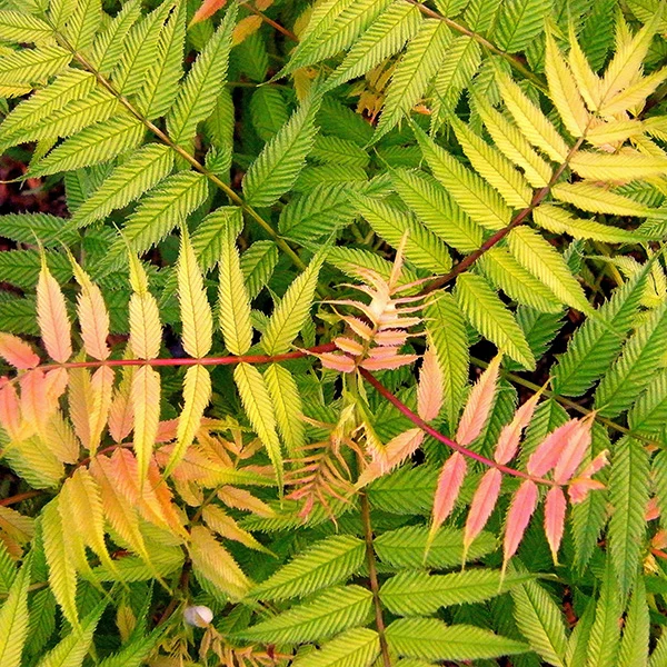Sorbaria Sorbifolia Sem in Vaso da 18cm