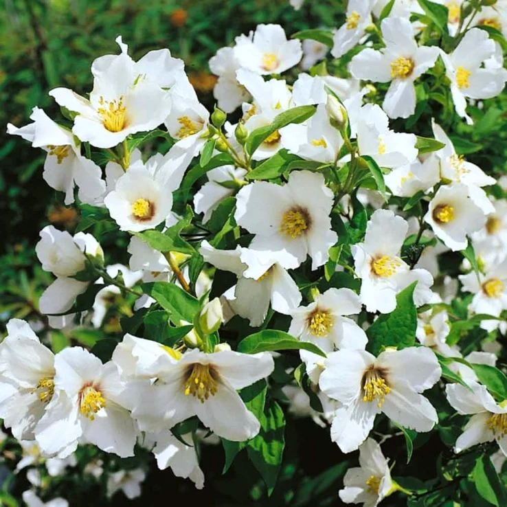 Philadelphus Lemoinei in Vaso da 18cm