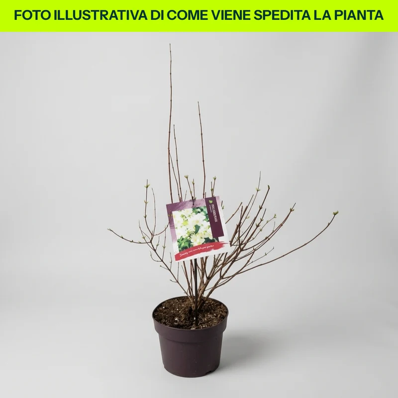 Philadelphus Lemoinei in Vaso da 18cm