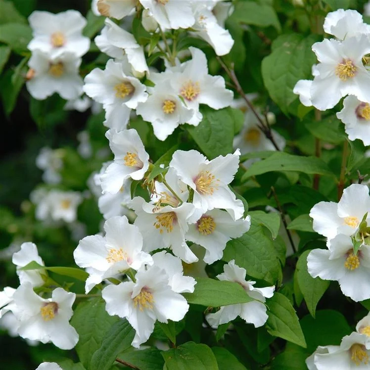 Philadelphus Belle Etoile in Vaso da 18cm