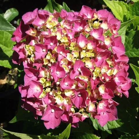 Hydrangea Macrophylla Zeffiro in Vaso da 23cm