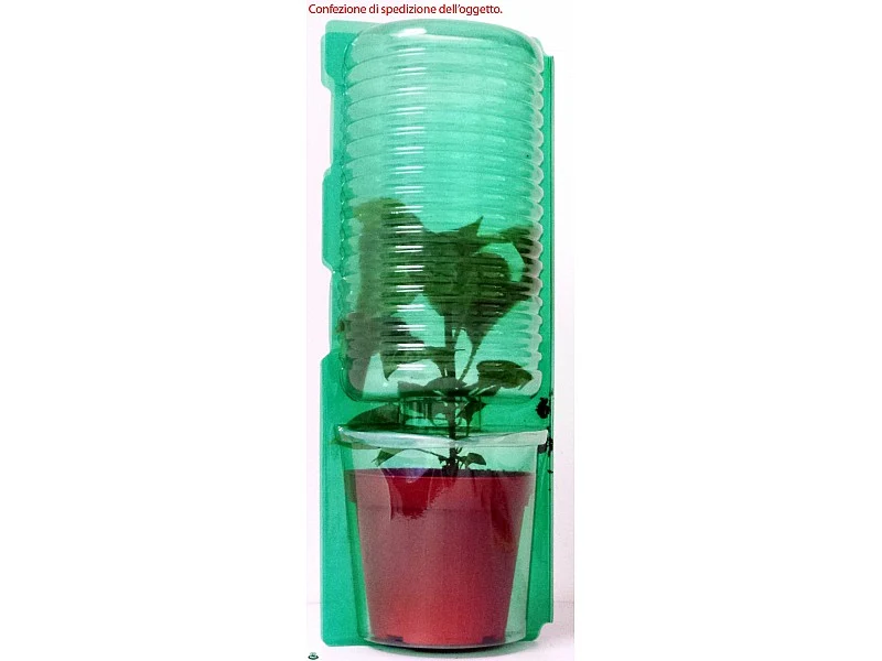 PIANTA DI PEPERONCINO FUOCO DELLA PRATERIA (IN VASO Ø 14CM)
