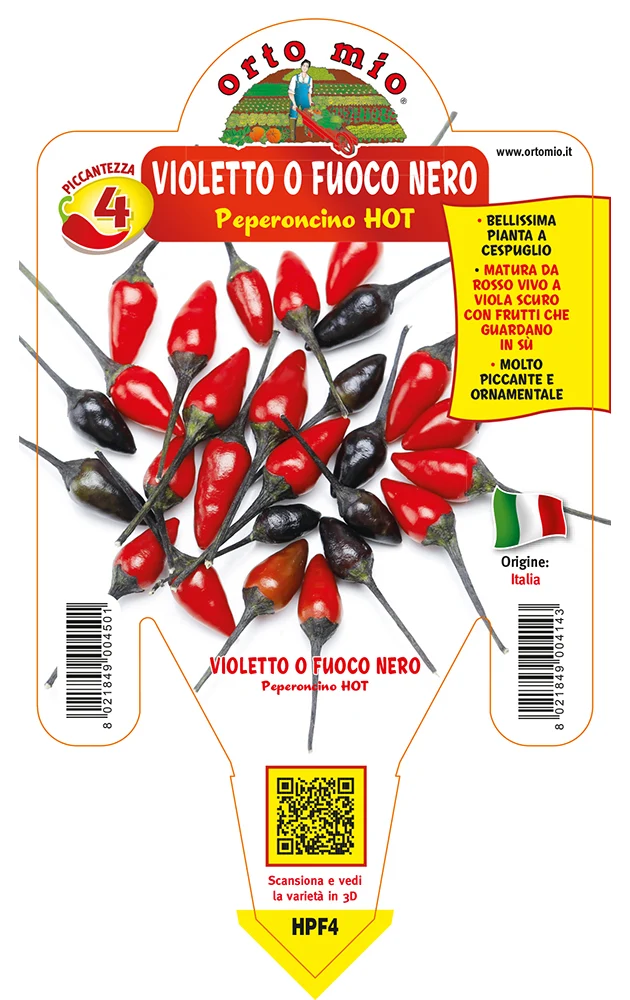 PIANTA DI PEPERONCINO HOT VIOLETTO O FUOCO NERO (IN VASO Ø 14CM)