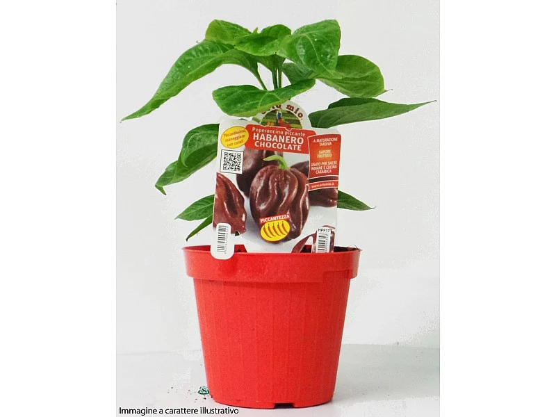 PIANTA DI PEPERONCINO PANCHO (IN VASO Ø 14CM)