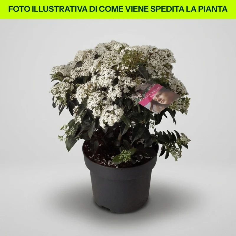 Viburno Tinus in Vaso da 23cm