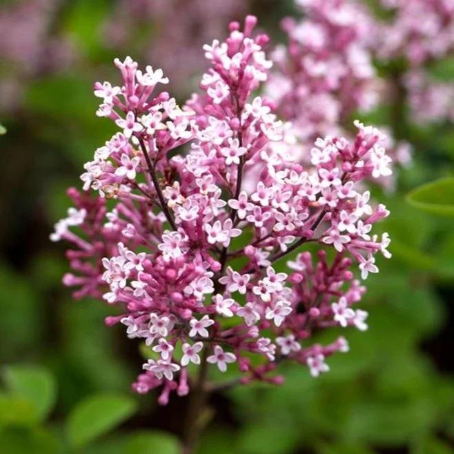 Syringa Nana Tinkerbelle in Vaso da 21cm