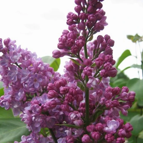 Syringa Nana Sugar Plum Fairy in Vaso da 21cm