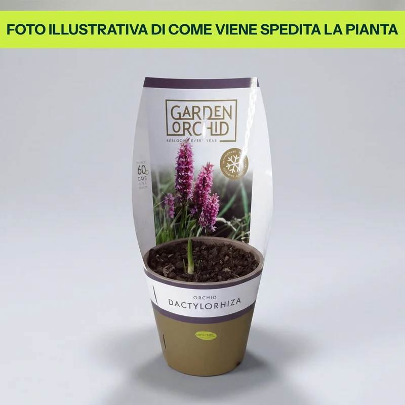 Orchidea da Giardino Dactylorhiza in Vaso da 12cm