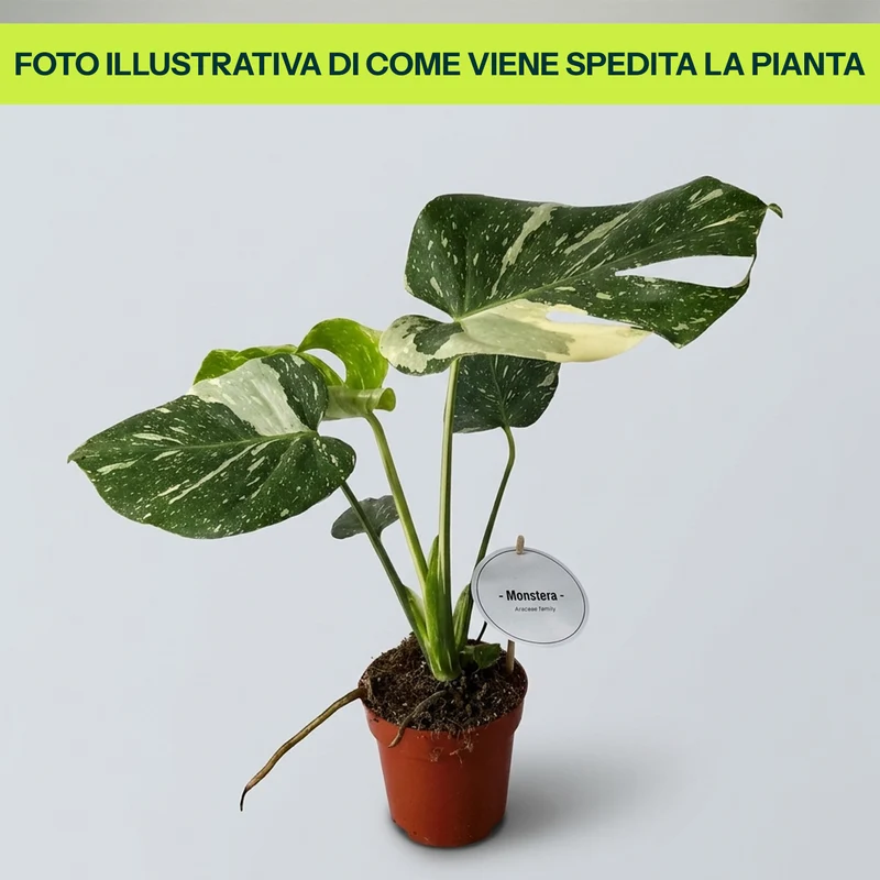 Monstera Thai Constellation in Vaso da 12cm