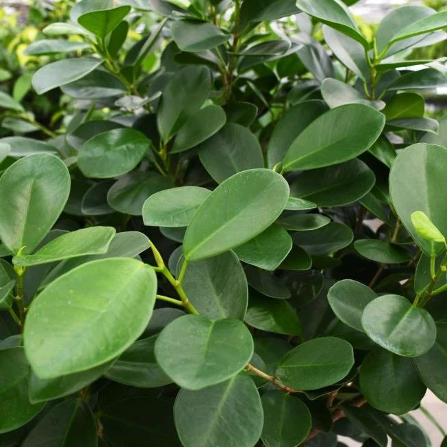 Ficus Moclame in Vaso da 21cm