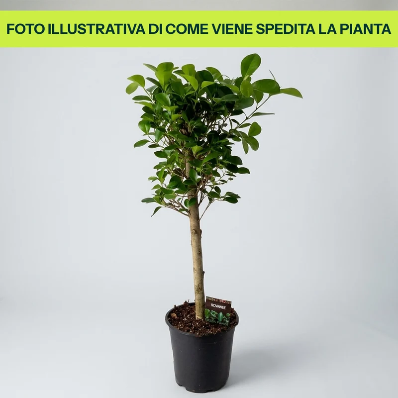 Ficus Moclame in Vaso da 21cm