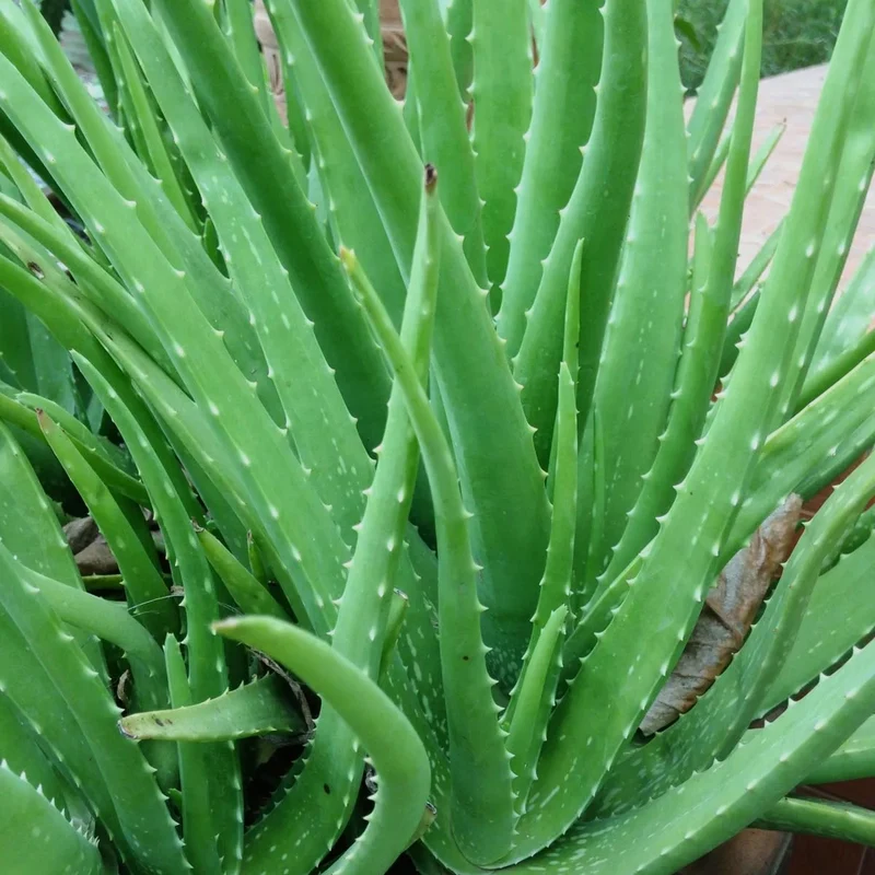 Aloe Vera in Vaso da 17cm