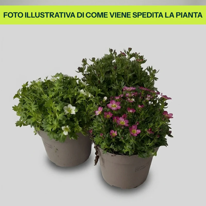Saxifraga Miste in Vaso da 12cm Assortito