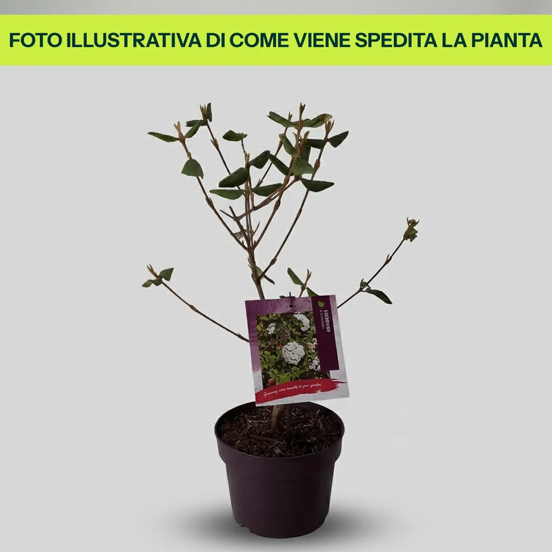 Viburnum BurkwoodII in Vaso da 19cm