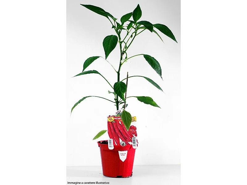 PIANTA IN VASO DI PEPERONCINO PICCANTE JALAPENO MESSICANO (IN VASO Ø 14CM)