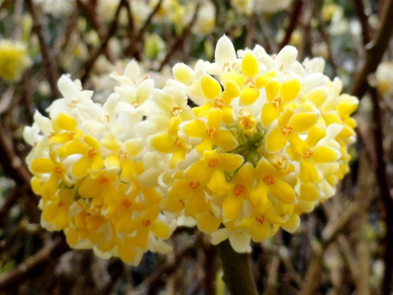 Edgeworthia Chrysantha in Vaso da 18cm