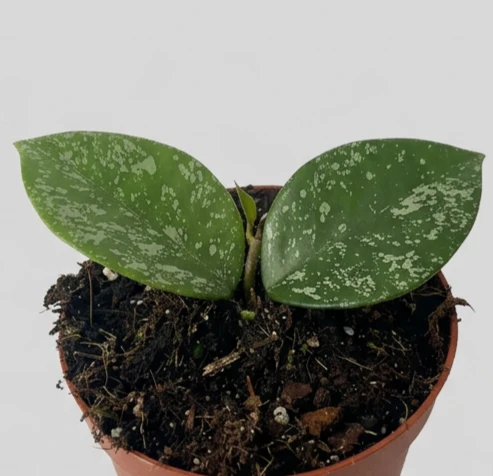 Hoya Parasitica Splash in Vaso da 11cm