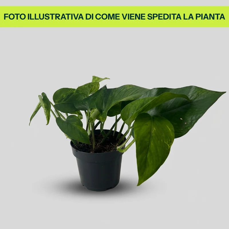Scindapsus Green in Vaso da 12cm